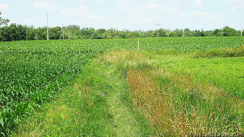 A.T. North of Ledigh Drive, Boiling Springs, PA, 06/14/13