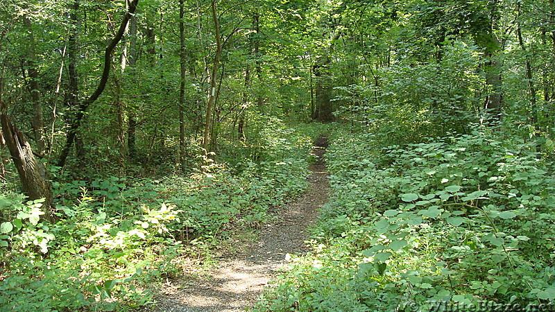 A.T. North of Appalachian Drive, Cumberland Valley, PA, 08/11/13