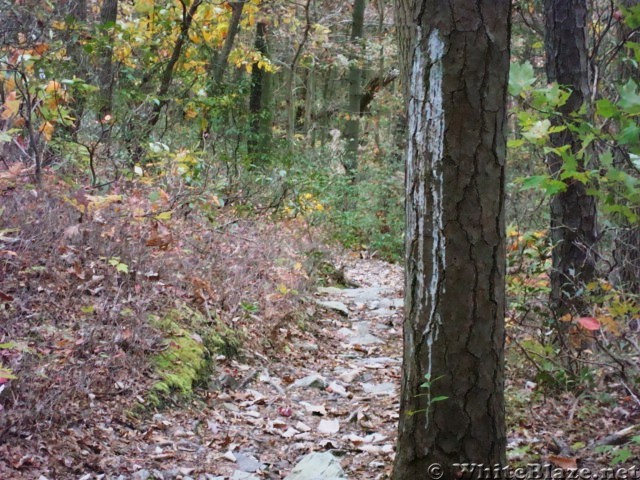 Side Trail To Alec Kennedy Shelter, PA, 10/06/12