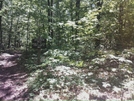 A.t. Intersection With Snowy Mountain Fire Tower Trail, Pa, 05/30/10