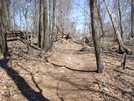 Greenbrier State Park, Md, 04/18/09 by Irish Eddy in Views in Maryland & Pennsylvania