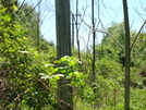 Power Line Crossing At South Mountain S. P., Md, 05/23/09 by Irish Eddy in Views in Maryland & Pennsylvania