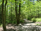 Access Trail To Annapolis Rock, Md, 05/23/09 by Irish Eddy in Views in Maryland & Pennsylvania