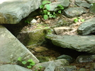 A.t. At Pogo Memorial Campsite, Md, 05/23/09 by Irish Eddy in Views in Maryland & Pennsylvania