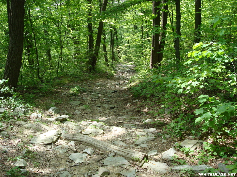 A. T. North Of Pogo Memorial Campsite, Md, 05/23/09