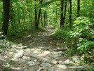 A. T. North Of Pogo Memorial Campsite, Md, 05/23/09