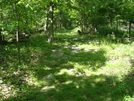 A. T. North Of Pogo Memorial Campsite, Md, 05/23/09 by Irish Eddy in Views in Maryland & Pennsylvania