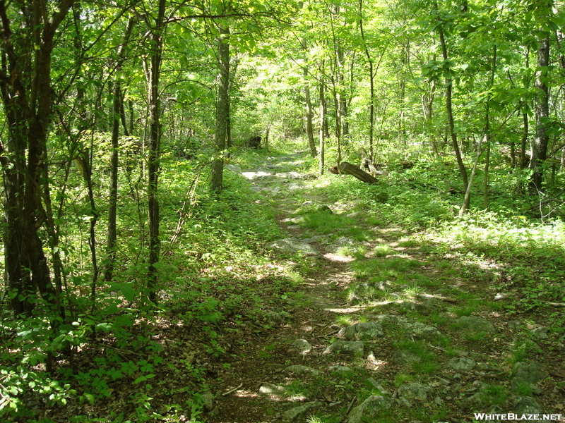 A.t. North Of Pogo Memorial Campsite, Md, 05/23/09