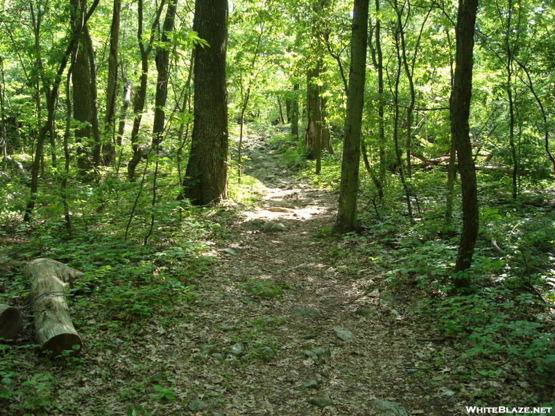 A. T. North Of Pogo Memorial Campsite, Md, 05/23/09