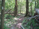 A. T. North Of Pogo Memorial Campsite, Md, 05/23/09 by Irish Eddy in Views in Maryland & Pennsylvania