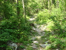 A. T. North Of Pogo Memorial Campsite, Md, 05/23/09 by Irish Eddy in Views in Maryland & Pennsylvania