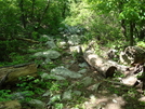 A. T. North Of Pogo Memorial Campsite, Md, 05/23/09 by Irish Eddy in Views in Maryland & Pennsylvania