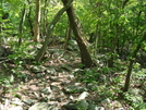 A. T. North Of Pogo Memorial Campsite, Md, 05/23/09 by Irish Eddy in Views in Maryland & Pennsylvania