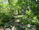 A. T. North Of Pogo Memorial Campsite, Md, 05/23/09