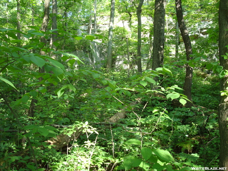 A. T. North Of Pogo Memorial Campsite, Md, 05/23/09