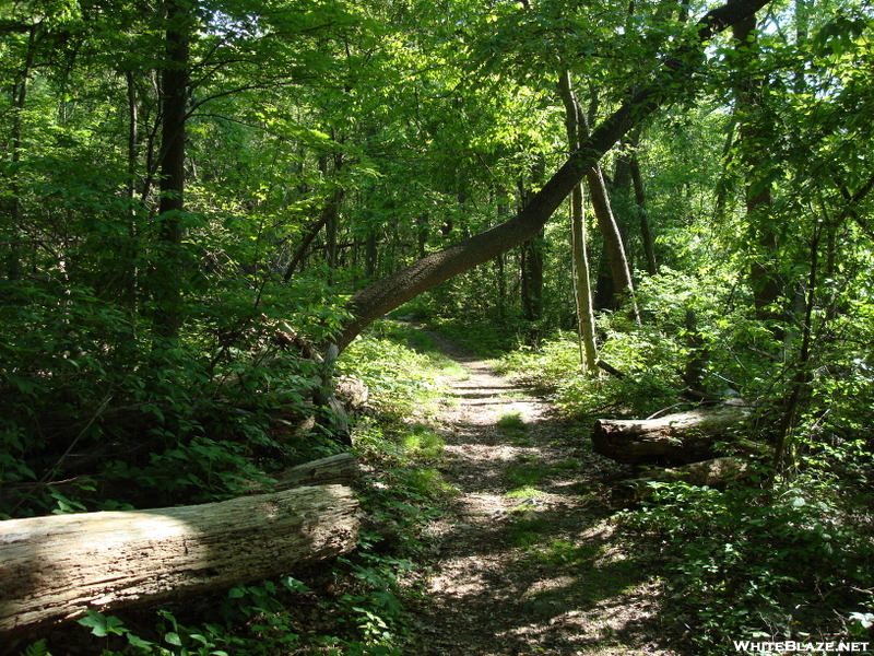 A. T. North Of Pogo Memorial Campsite, Md, 05/23/09