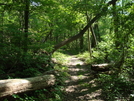 A. T. North Of Pogo Memorial Campsite, Md, 05/23/09 by Irish Eddy in Views in Maryland & Pennsylvania