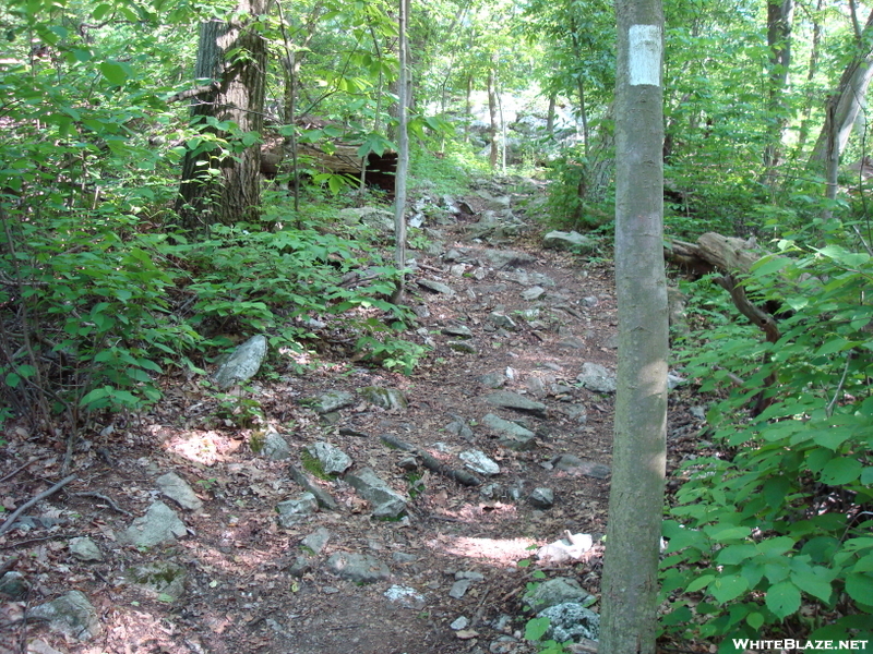 A. T. North Of Pogo Memorial Campsite, Md, 05/23/09