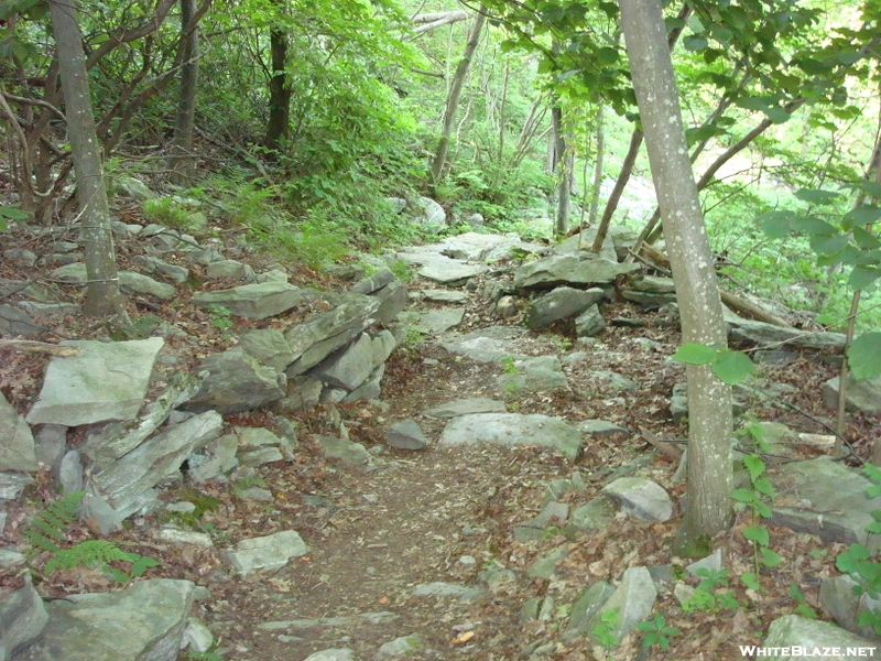 A. T. North Of Pogo Memorial Campsite, Md, 05/23/09