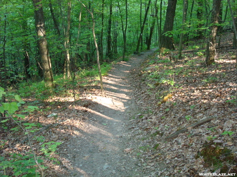 A. T. North Of Pogo Memorial Campsite, Md, 05/23/09