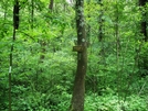 Access Trail To Parking Lot At Wolfsville Road, Md, 06/06/09 by Irish Eddy in Views in Maryland & Pennsylvania