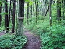 Access Trail To Ensign Phillip Cowall Memorial Shelter, Md, 06/06/09 by Irish Eddy in Views in Maryland & Pennsylvania