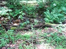 A. T. Stream Crossings In Warner Gap Hollow, Md, 06/06/09