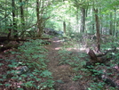 A. T. At Buzzard Knob, Md, 06/06/09 by Irish Eddy in Views in Maryland & Pennsylvania