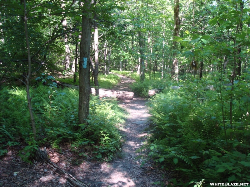 Access Trail To Devils Racecourse/Raven Rock Shelter, Md, 06/06/09