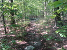 A. T. North Of Devils Racecourse/Raven Rock Shelter, Md, 06/06/09