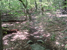 A. T. North Of Devils Racecourse/Raven Rock Shelter, Md, 06/06/09