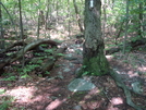 A. T. North Of Devils Racecourse/Raven Rock Shelter, Md, 06/06/09