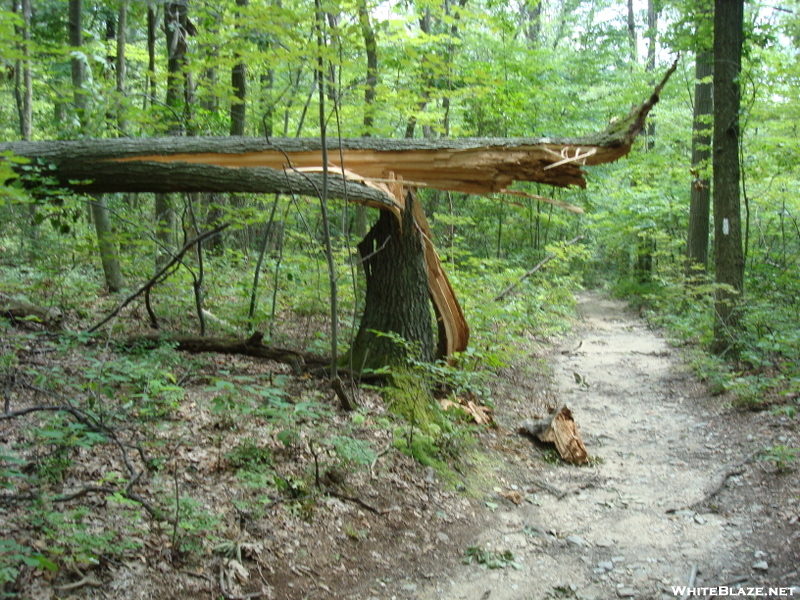 Storm Damage North Of Pogo Memorial Campsite, Md, 08/08/09