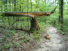 Storm Damage North Of Pogo Memorial Campsite, Md, 08/08/09 by Irish Eddy in Views in Maryland & Pennsylvania