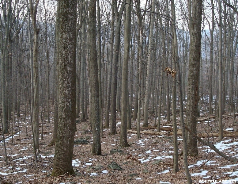 A. T. North Of Deer Lick Run, P A, 01/16/10