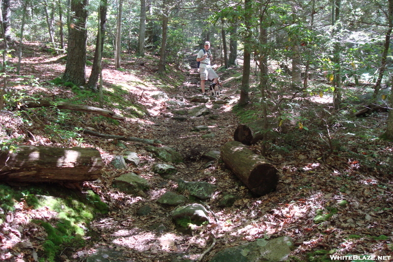 Hooligan And Paddy The Beagle Ascend Buzzard Peak, P A, 05/30/10