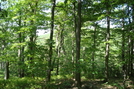 A. T. Ascent Of Buzzard Peak, P A, 05/30/10 by Irish Eddy in Views in Maryland & Pennsylvania