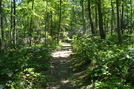 A.t. Ascent Of Buzzard Peak, P A, 05/30/10 by Irish Eddy in Views in Maryland & Pennsylvania