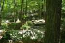 A. T. Ascent Of Buzzard Peak, P A, 05/30/10 by Irish Eddy in Views in Maryland & Pennsylvania