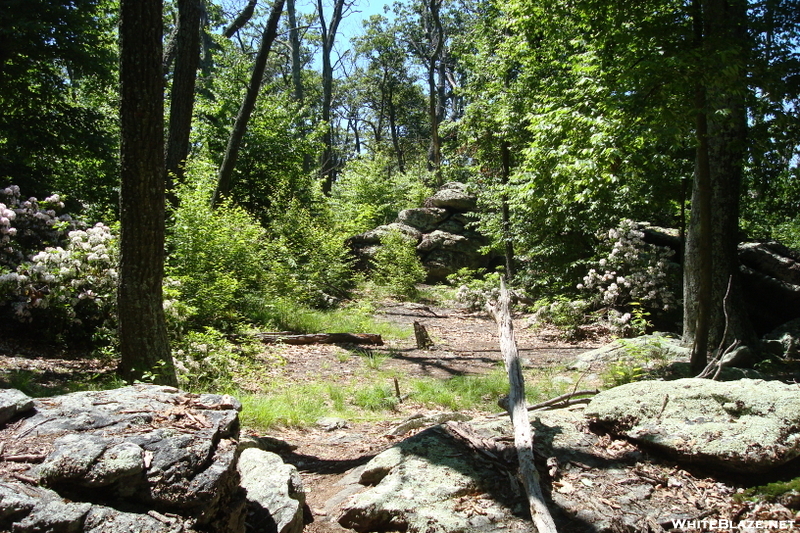 Access Trail To Chimney Rocks, Buzzard Peak, P A, 05/30/10