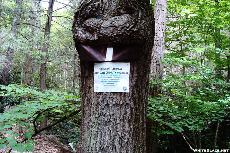 Snake Head Tree North Of Locust Gap Road, P A, 09/04/10