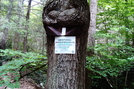 Snake Head Tree North Of Locust Gap Road, P A, 09/04/10