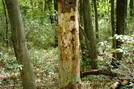 Tree Damage On Big Pine Flat Ridge, P A, 09/04/10 by Irish Eddy in Views in Maryland & Pennsylvania