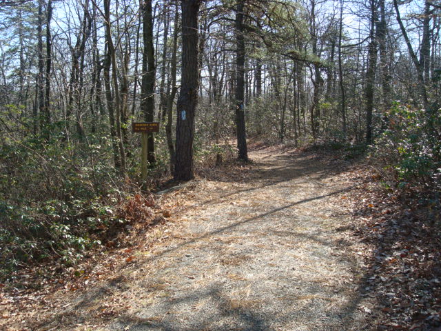 Side Trail To Michener Cabin, PA, 11/25/11
