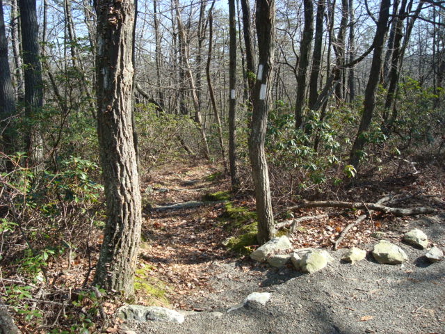 Side Trail To Michener Cabin, PA, 11/25/11