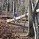 Hooligan At Toms Run Shelter, PA, 11/25/11 by Irish Eddy in Views in Maryland & Pennsylvania