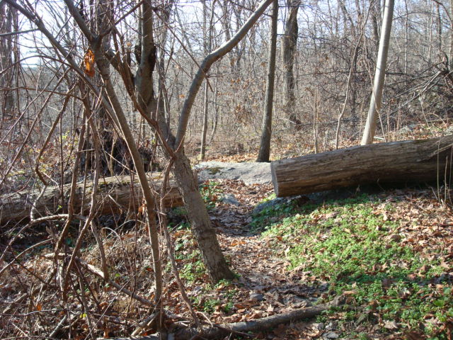 A.T. North Of Michaux Road, PA, 11/25/11