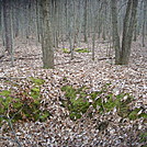 Foxholes On Piney Mountain, PA, 2/30/11 by Irish Eddy in Views in Maryland & Pennsylvania