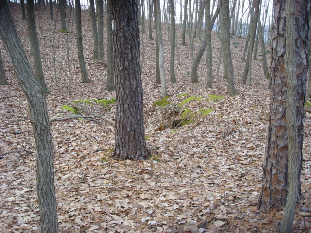 Foxholes On Piney Mountain, PA, 12/30/11