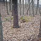 Foxholes On Piney Mountain, PA, 12/30/11 by Irish Eddy in Views in Maryland & Pennsylvania